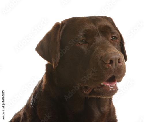 Chocolate labrador retriever on white background. Adorable pet