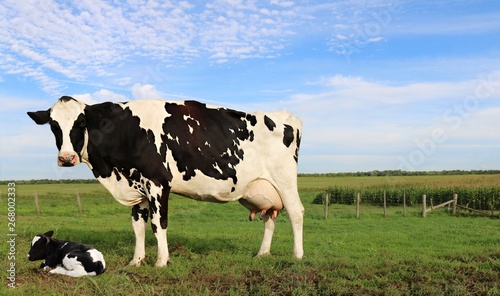 Holstein cow standing over newborn calf in the field on a sunny summer day