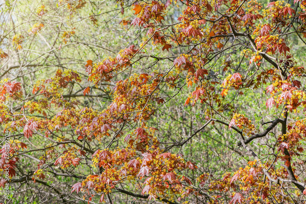 Maple tree branches in the ciry park at spring day time. Maple tree branches in the ciry park at spring day time.