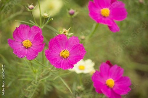 flowers in the garden