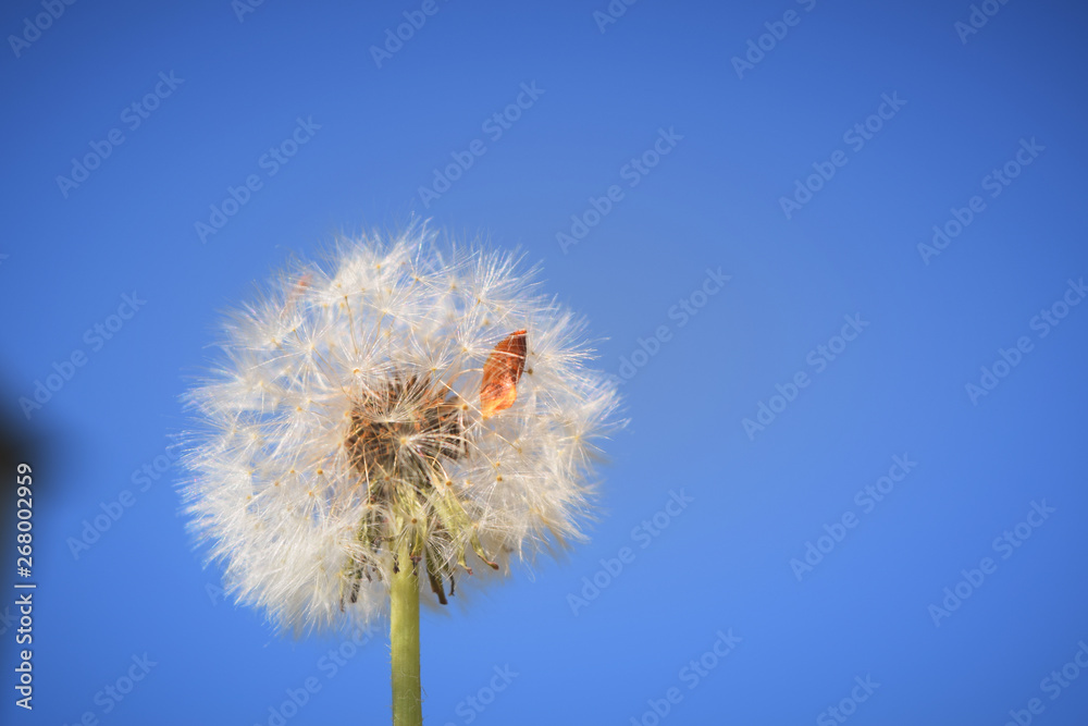 Obraz premium dandelion against blue sky