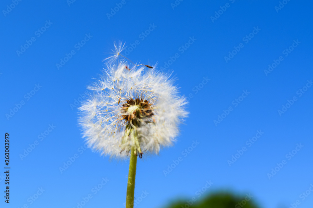 dandelion against blue sky dandelion against blue sky