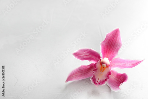 Beautiful tropical orchid flower on grey background. Space for text