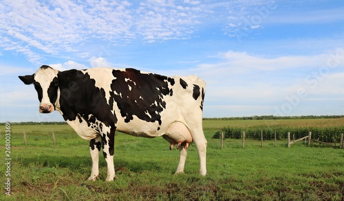 Holstein cow standing alone in the field with wispy cloud sky