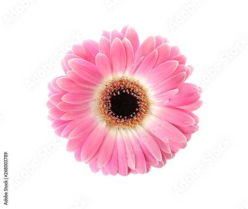 Beautiful bright gerbera flower on white background, top view