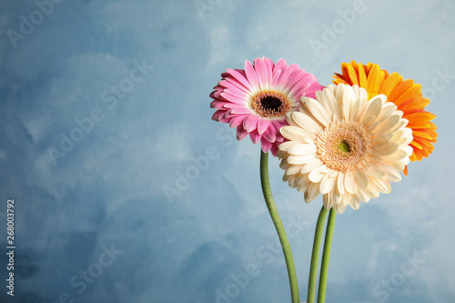 Bouquet of beautiful bright gerbera flowers on color background. Space for text