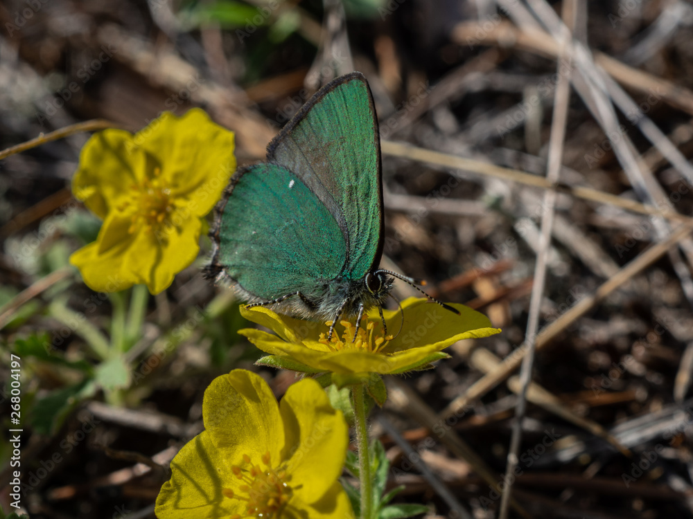 Obraz premium зеленая бабочка на желтом цветке макро