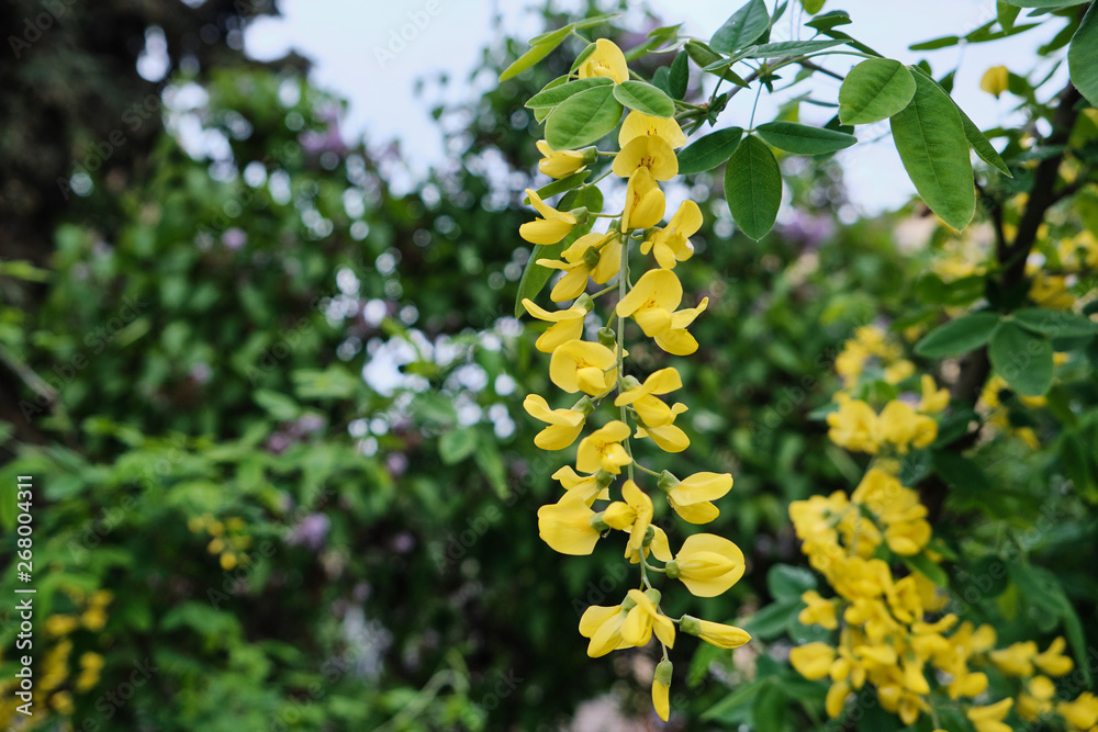 beautiful flowers blossoming in the park beautiful flowers blossoming in the park