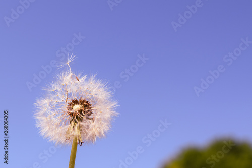 dandelion on background of blue sky