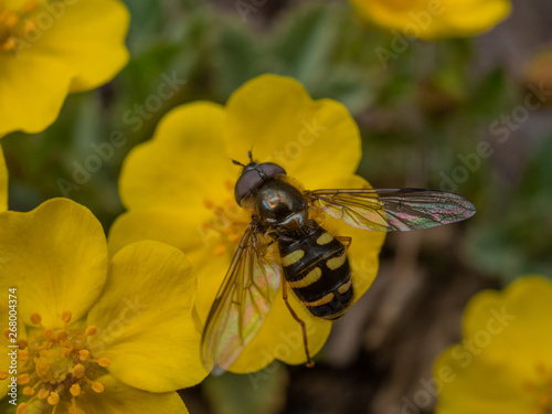 муха журчалка опыляет желтый цветок 