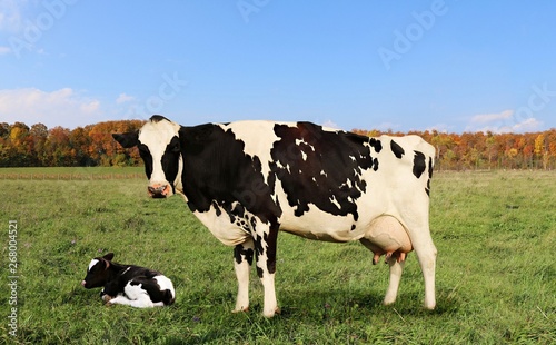 Holstein Cow standing over newborn calf with colorful fall maple tree bush