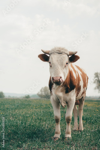 The cow stands in the field.