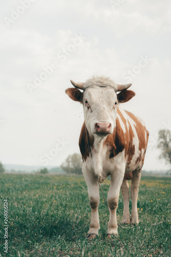 Fototapeta Naklejka Na Ścianę i Meble -  The cow stands in the field.