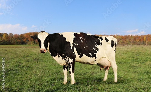 Isolated Holstein cow in pasture on a sunny fall day with colorful autumn leaf color from bush in background