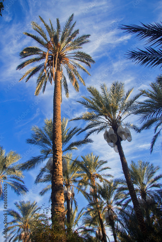 Obraz premium Date palm trees against blue sky with white clouds