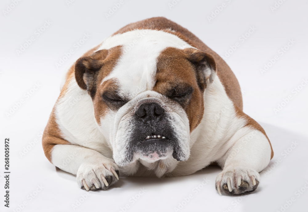 Studio portrait of an angry English Bulldog dog against neutral background