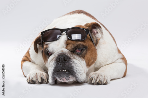 Fototapeta Naklejka Na Ścianę i Meble -  Studio portrait of an angry English Bulldog dog with sunglasses against neutral background