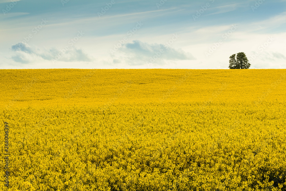 Landscape of yellow field of rape under the blue sky. One tree on the top of the hill.