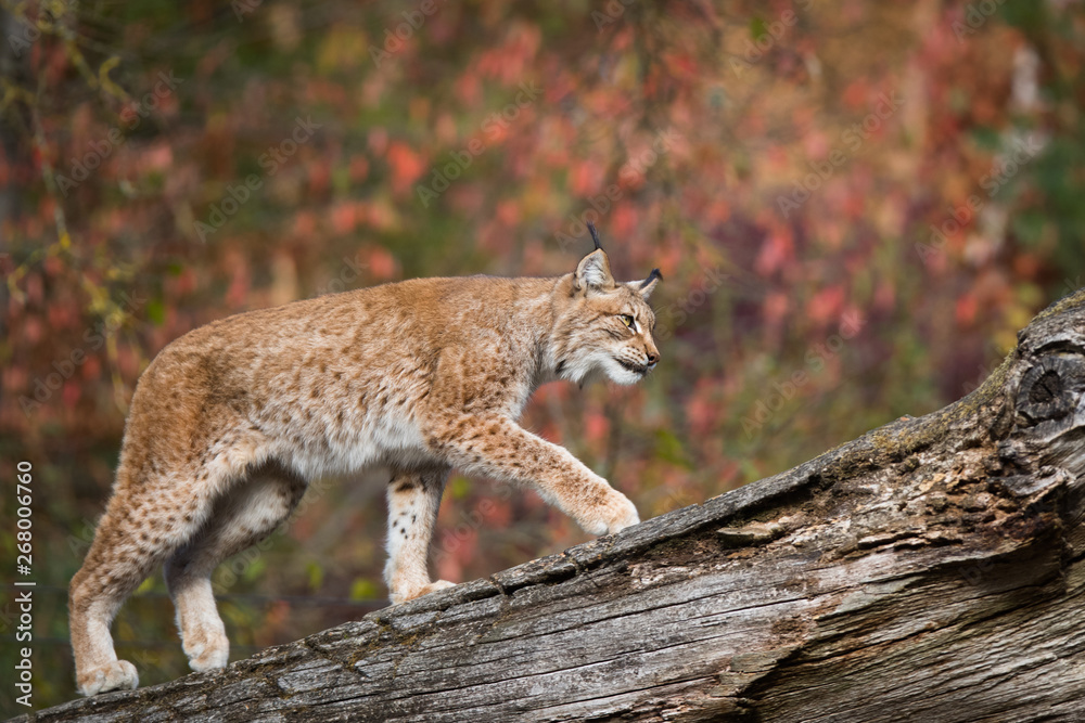 Lynx Lynx
