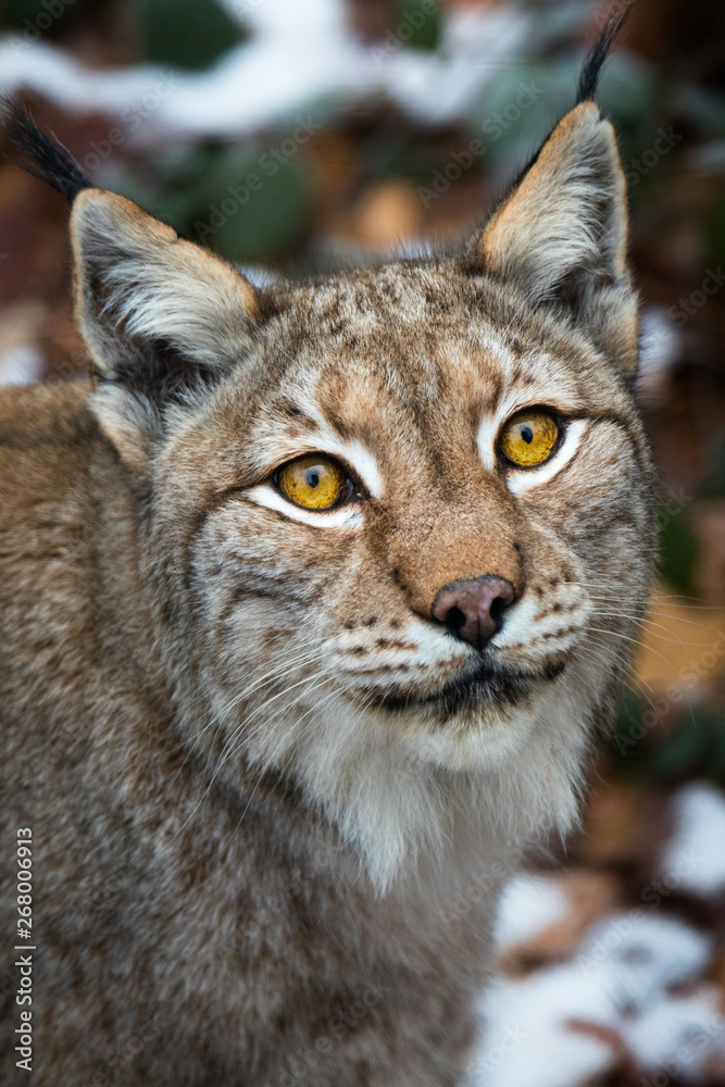 Obraz premium Lynx