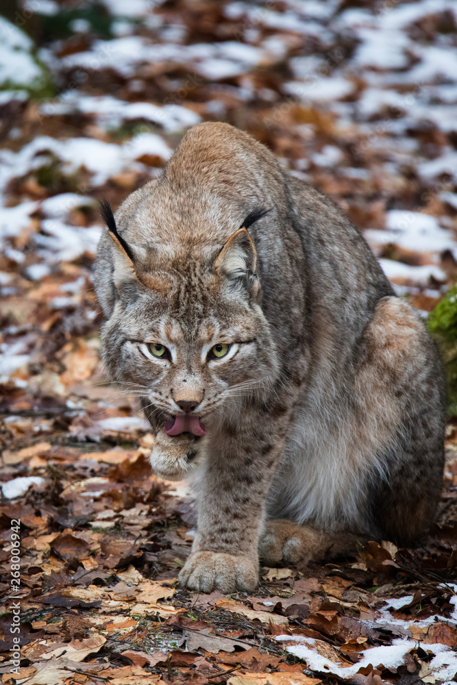 Obraz premium Lynx