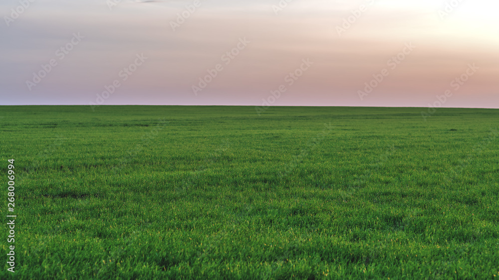 young green spring fields on the background of the sunset sky.