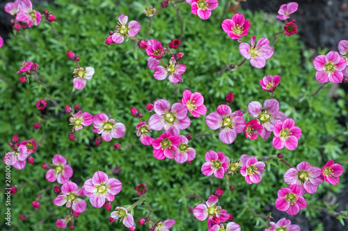 pink flowers on green grass background close-up