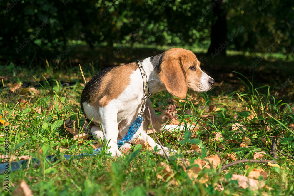 A thoughtful Beagle puppy with a blue leash on a walk in a city park. Portrait of a nice puppy.Eastern Europe