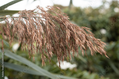 Wild brown dry spikelet close up