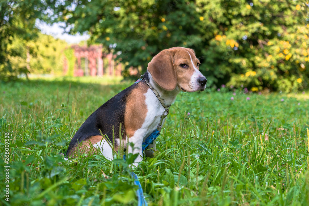 A thoughtful Beagle puppy with a blue leash on a walk in a city park. Portrait of a nice puppy.Eastern Europe