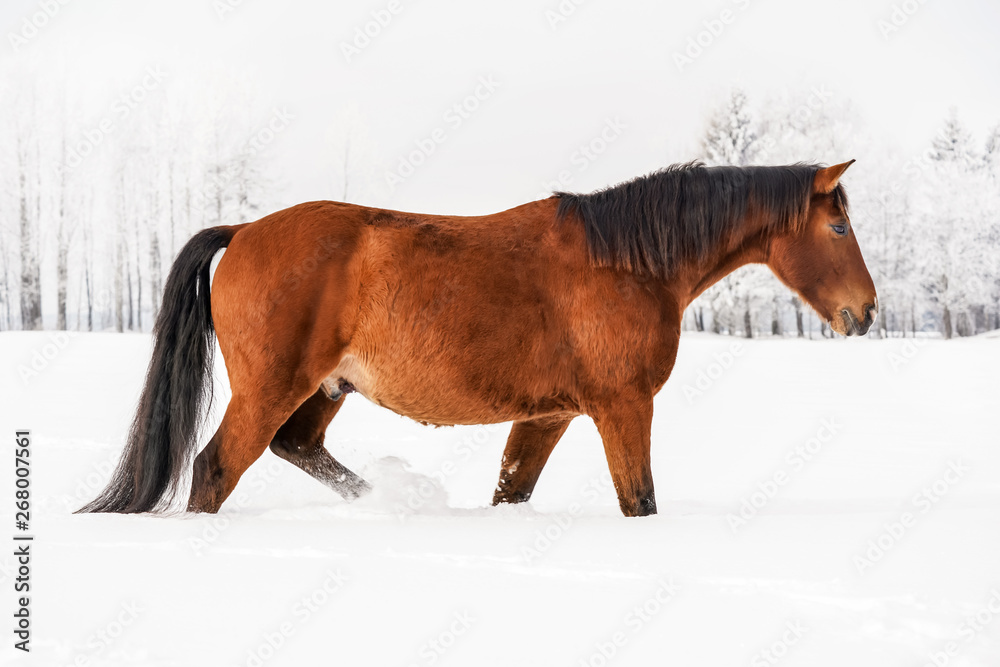 Brown horse wades through snow covered field, blurred trees in background, side view. Brown horse wades through snow covered field, blurred trees in background, side view.