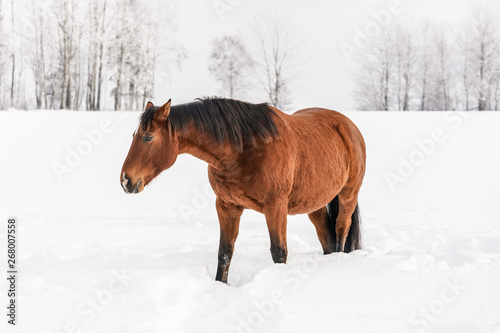 Brown horse walks on snow covered field, trees in background © Lubo Ivanko