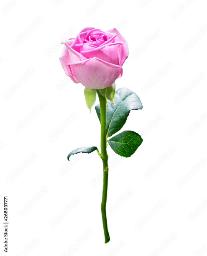 Pink rose on stem on a white. Isolated.