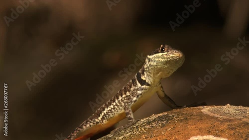 Closeup profile of an Amazon lava lizard / Tropidurus torquatus a neotropical ground lizard with sun shining on its scaley skin and orange underside visible