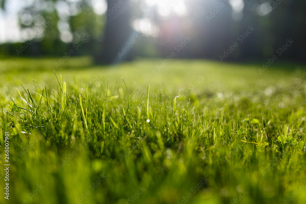 Green grass summer spring background. Beautiful forest background. Bokeh effect. close-up freshness grass in a field on nature in evening at sunset. Colorful artistic image, free copy space