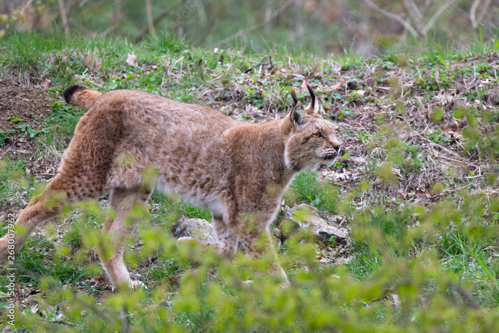 Fototapeta premium Lynx