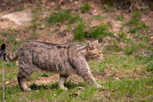 Wildcat