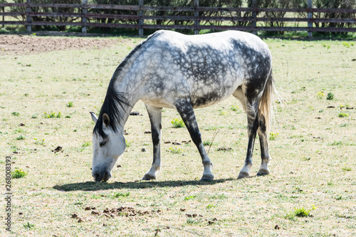 horse eating in a meadow