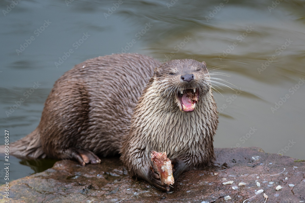 old world otter eating a fish