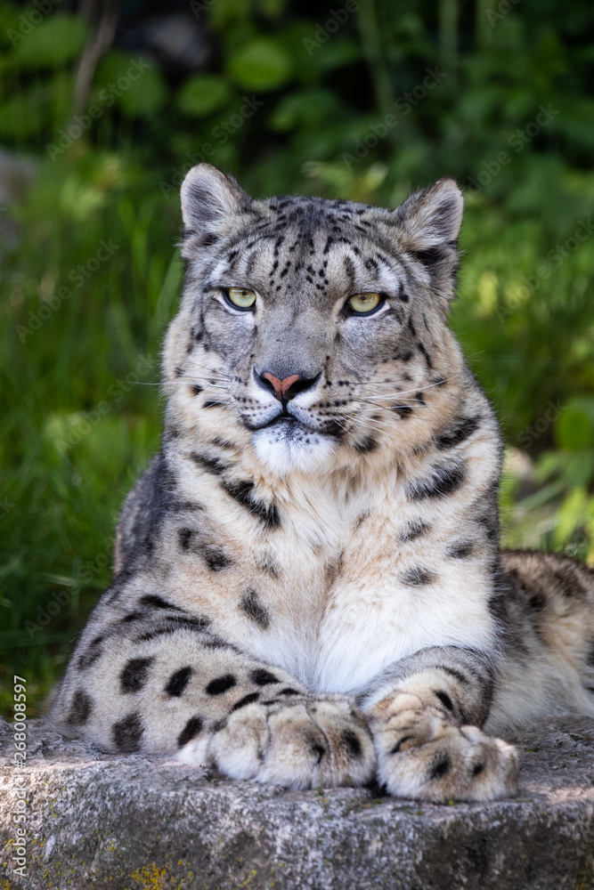 Naklejka premium Snow leopard