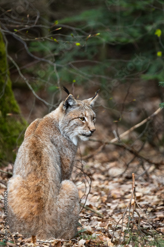 Lynx looking back © Cloudtail