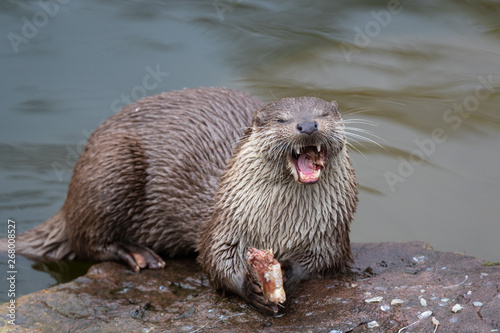 Obraz na płótnie old world otter eating a fish w salonie