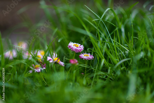Daisies in the grass in summer. Photographed close-up with blurred background.