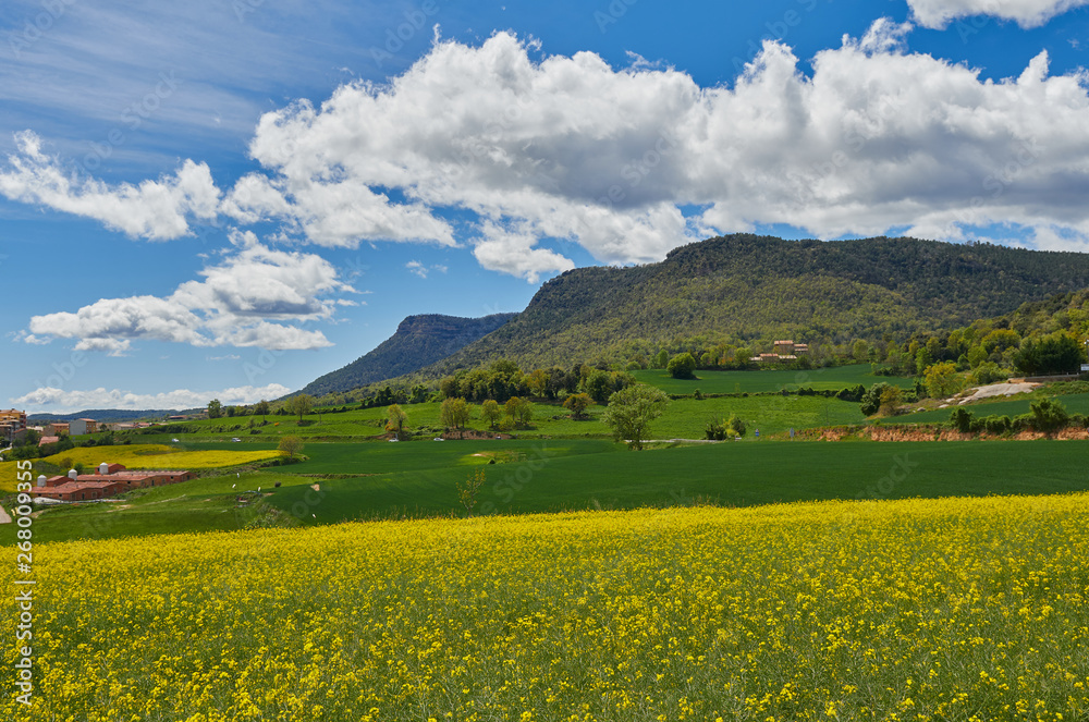 field of yellow rape, green field, and mountains