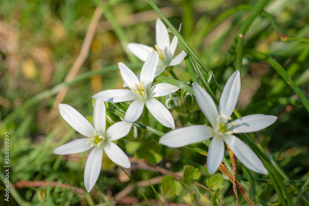 Fototapeta premium weiße sternförmige blumen in einer kräuterwiese