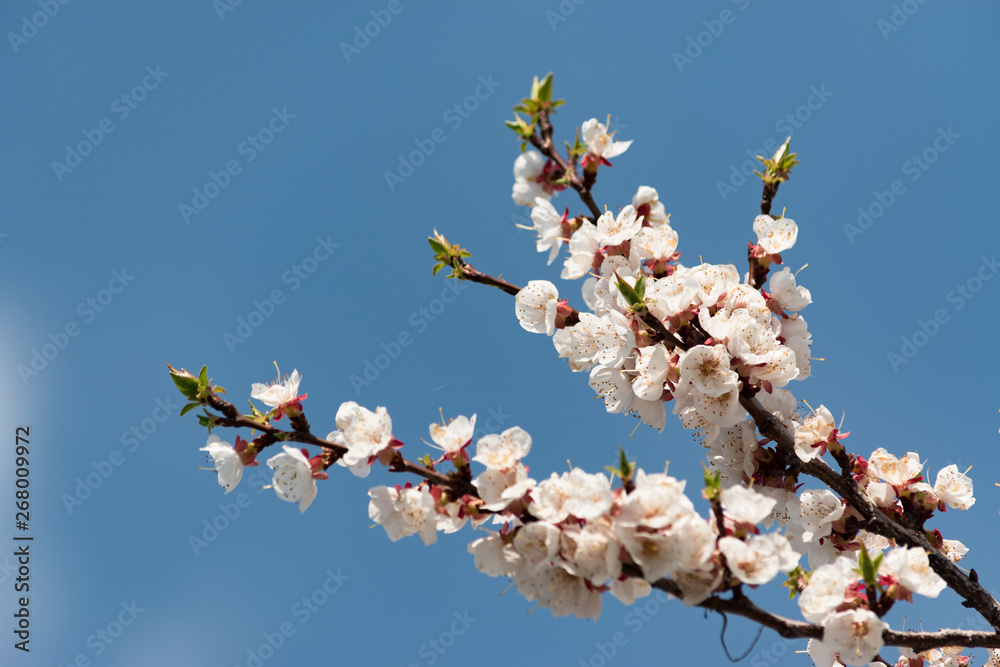 Flowering branch of apricot on a background of blue clear sky
