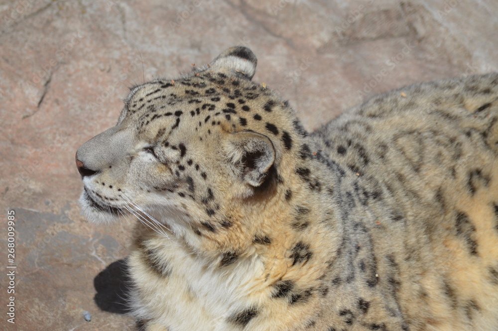 Obraz premium Snow leopard on a rock