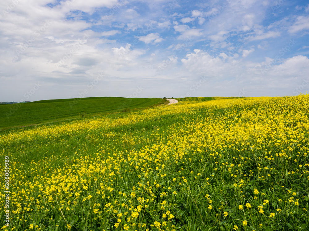Landscape in spring. Landscape in spring.