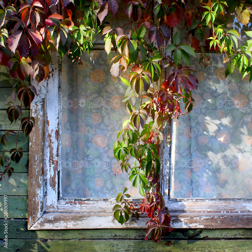 wooden window background decorative autumn grapes