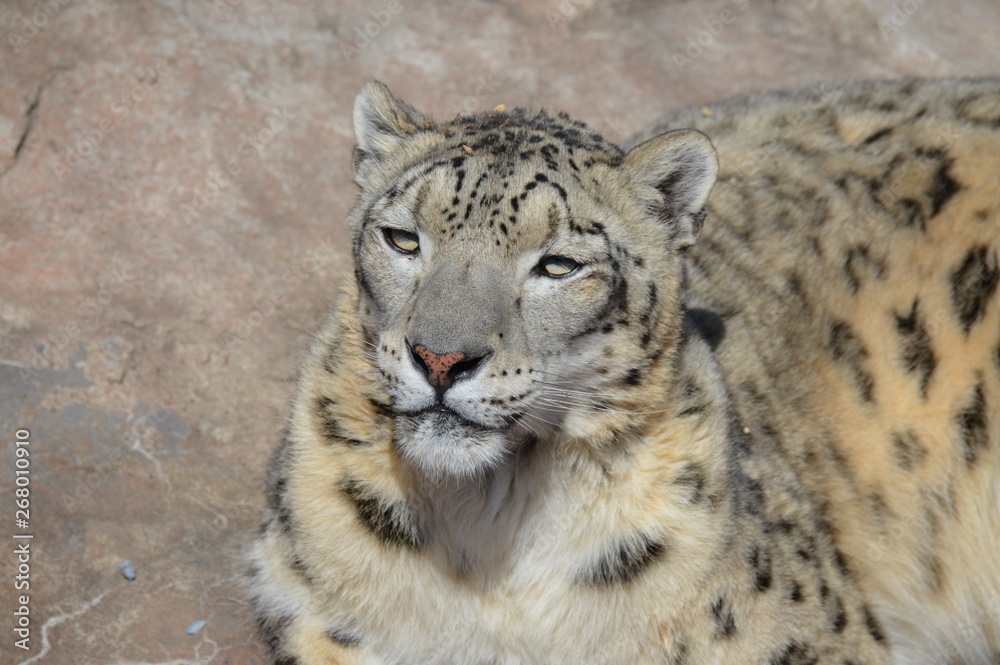 Fototapeta premium Snow leopard on a rock